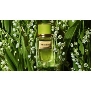 Dolce & Gabbana Velvet Mughetto